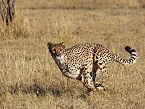 Images Dated 1st July 2009: Cheetah - running