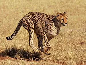 Botswana Gallery: Cheetah - running