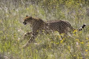 Images Dated 21st April 2007: Cheetah - running