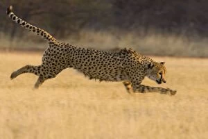 Images Dated 12th September 2006: Cheetah - running
