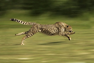 Images Dated 2nd April 2000: Cheetah - Running Digital Manipulation - Background blurred