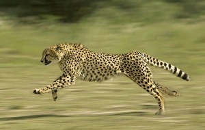 Images Dated 2nd April 2000: Cheetah - Running Digital Manipulation - Background blurred