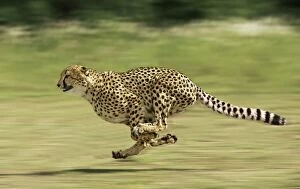 Images Dated 2nd April 2000: Cheetah - Running Digital Manipulation - Background blurred