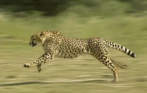 Cheetah - Running Digital Manipulation - Background blurred