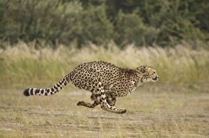 Images Dated 15th April 2008: Cheetah - Running female