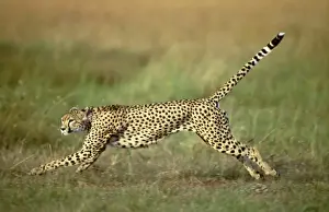 Speed Prints: Cheetah - running Maasai Mara, Kenya, Africa