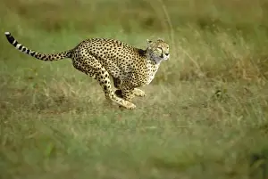Cheetah - running Maasai Mara, Kenya, Africa