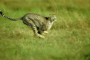East Africa Prints: Cheetah - running - Masai Mara National Reserve - Kenya JFL10066