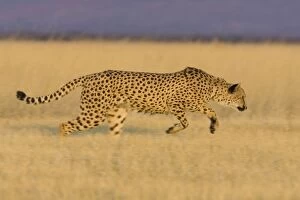 Images Dated 12th September 2006: Cheetah - running - Namibia