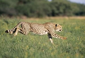 Images Dated 5th July 2004: Cheetah Running, sequence 1 A