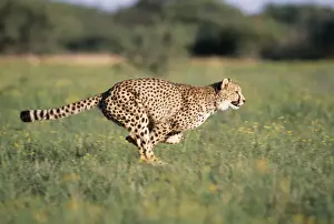 Cheetah Running, sequence 1 B