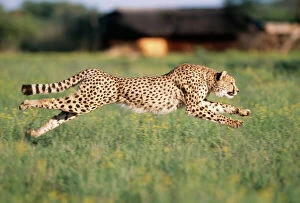 Big Cats Collection: Cheetah Running, sequence 1 C