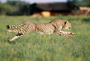 Power Prints: Cheetah Running, sequence 1 C