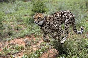 Cheetah - running, wearing collar