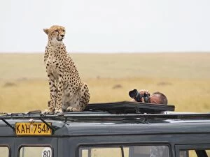 Images Dated 10th August 2012: Cheetah - on a top of a Safari car being photographed