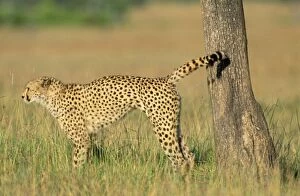 Cheetah - scent marking