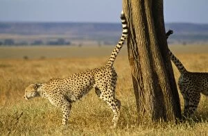 Images Dated 27th November 2008: Cheetah - scent marking Kenya, Africa