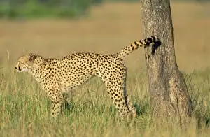 Cheetah - scent marking Maasai Mara National Park, Kenya, Africa