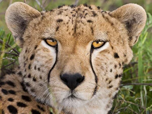 Cheetah, Serengeti National Park, Tanzania