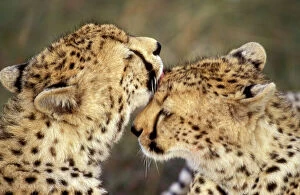 Maasai Mara Collection: Cheetah - two showing affection. Maasai Mara - Kenya