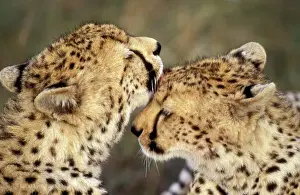 Cheetah - two showing affection. Maasai Mara - Kenya