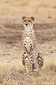 Maasai Mara Collection: Cheetah - sitting up - in area of short grass - Masai Mara - Kenya