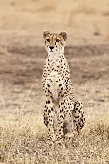 Cheetah - sitting up - in area of short grass - Masai Mara - Kenya