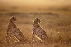 Cheetah - two sitting at dusk