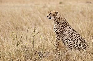 Images Dated 29th August 2010: Cheetah - sitting in open - Masai Mara - Kenya