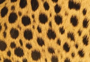 Cheetah - skin patterns