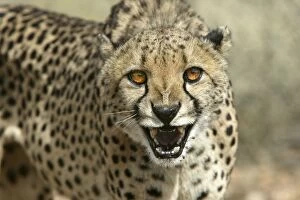 Cheetah - snarling