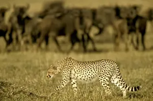 Cheetah - in stalking posture - Wildebeest herd behind - Masai Mara National Reserve - Kenya JFL03282
