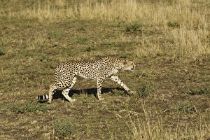 Cheetah Gallery: Cheetah stalking prey, Acinonyx jubatus