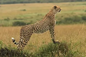 Cheetah - standing. Maasai Mara - Kenya - Africa
