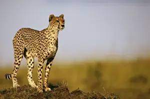 Look Out Prints: Cheetah - standing on old termite mound as vantage point - Masai Mara National Reserve