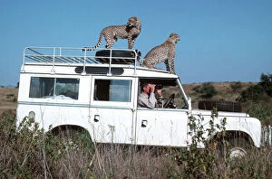 Images Dated 6th February 2014: Two cheetah standing on roof of Landrover
