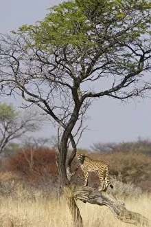 Images Dated 12th September 2006: Cheetah - standing on tree branch (rescued from traps on livestock farms)