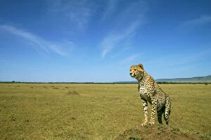 Maasai Mara Collection: Cheetah - standing on vantage point - Masai Mara National Reserve JFL03273