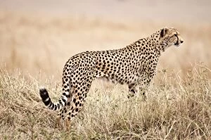 Images Dated 3rd September 2010: Cheetah - standing watching for prey