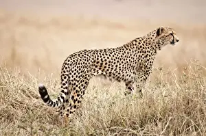 Cheetah - standing watching for prey - Masai Mara - Kenya