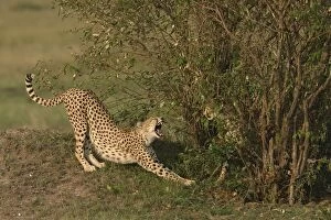 Cheetah - stretching