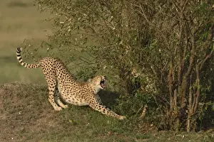 Cheetah - stretching. Maasai Mara - Kenya - Africa