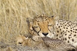 Images Dated 26th August 2009: Cheetah - tender moment between a tired female