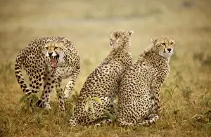 Growling Prints: Cheetah - three, one being aggressive, Masai Mara National Reserve, Kenya JFL03278