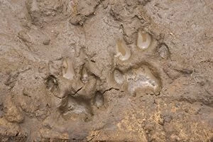 Images Dated 21st April 2007: Cheetah - tracks in mud - Cheetah Conservation Fund - Namibia