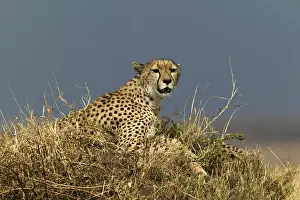 Big Cat Prints: Cheetah TransMara, Maasai Mara, Kenya, Africa