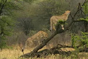 Cheetah - two in tree. Maasai Mara - Kenya - Africa