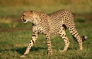 Power Prints: Cheetah - walking - R. S. A