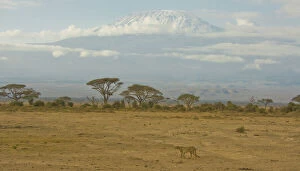 Amboseli Gallery: A Cheetah wanders the plains of Amboseli