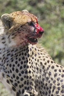Cheetah - young male with bloody face while eating